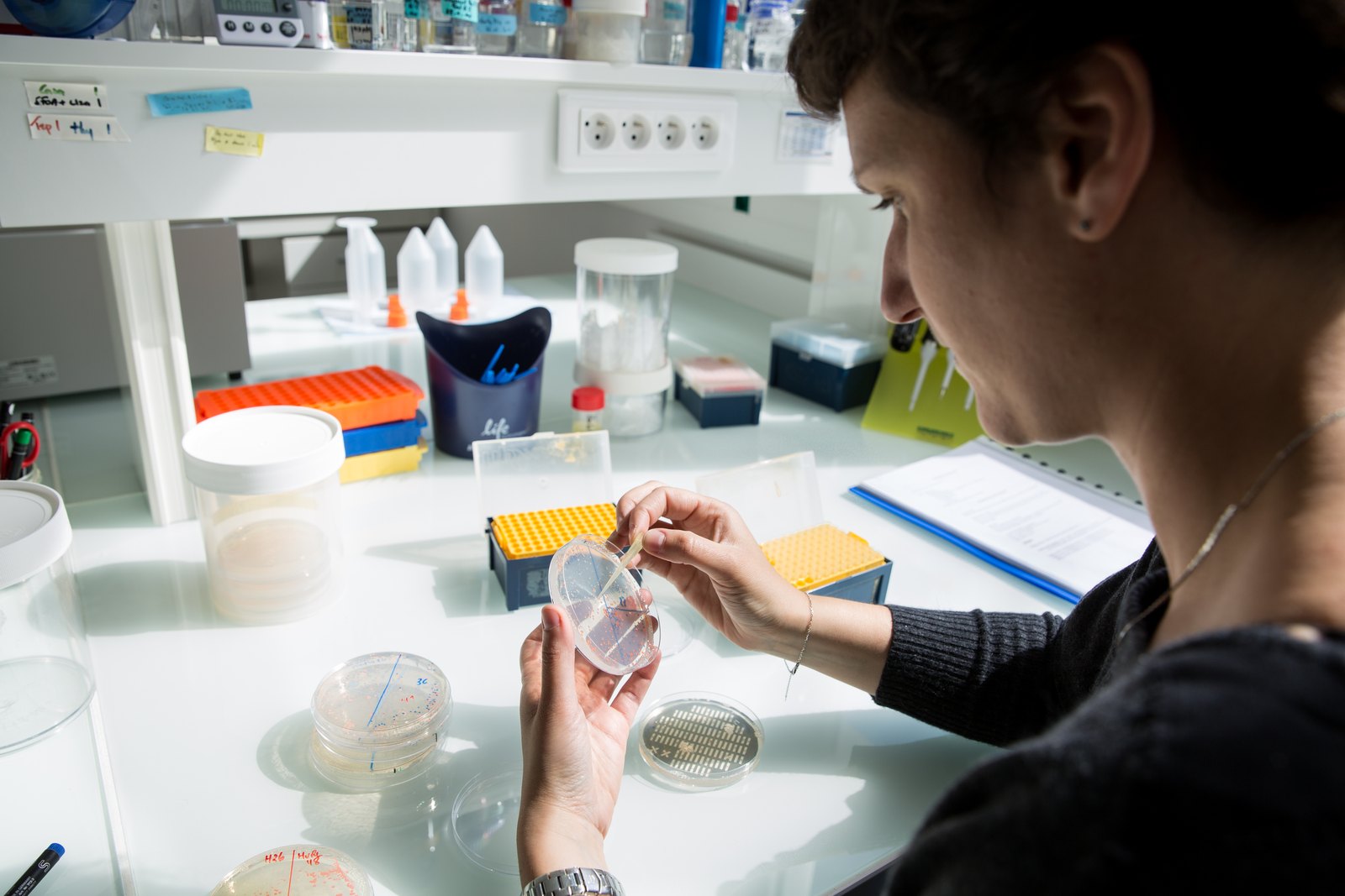Une chercheuse manipule une boîte de Petri à sa paillasse, entourée de pipettes et de flacons
