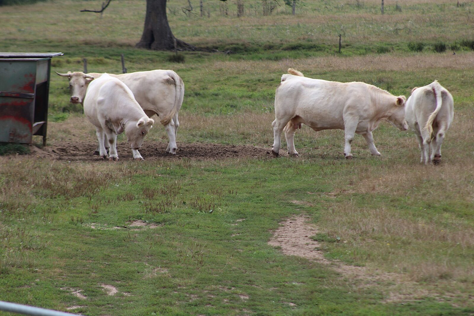 Des vaches charolaises dans un pré