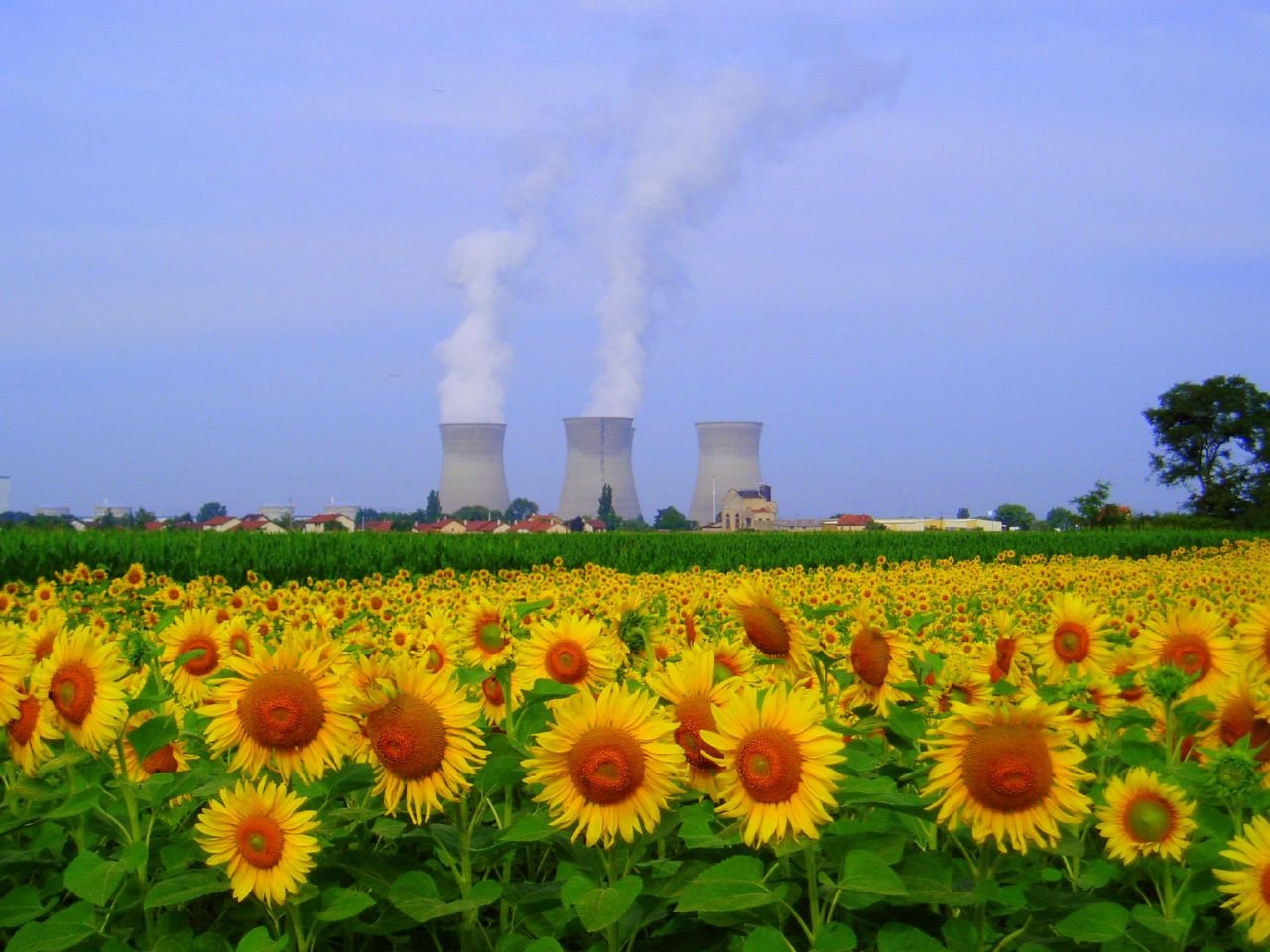 Les tours de refroidissement de la centrale du Bugey derrière un champ de tournesols