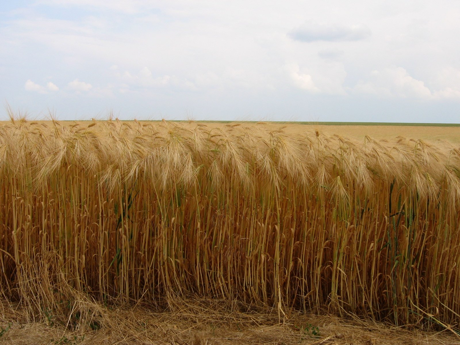 Champ de blé doré sous un ciel pâle dans la Beauce