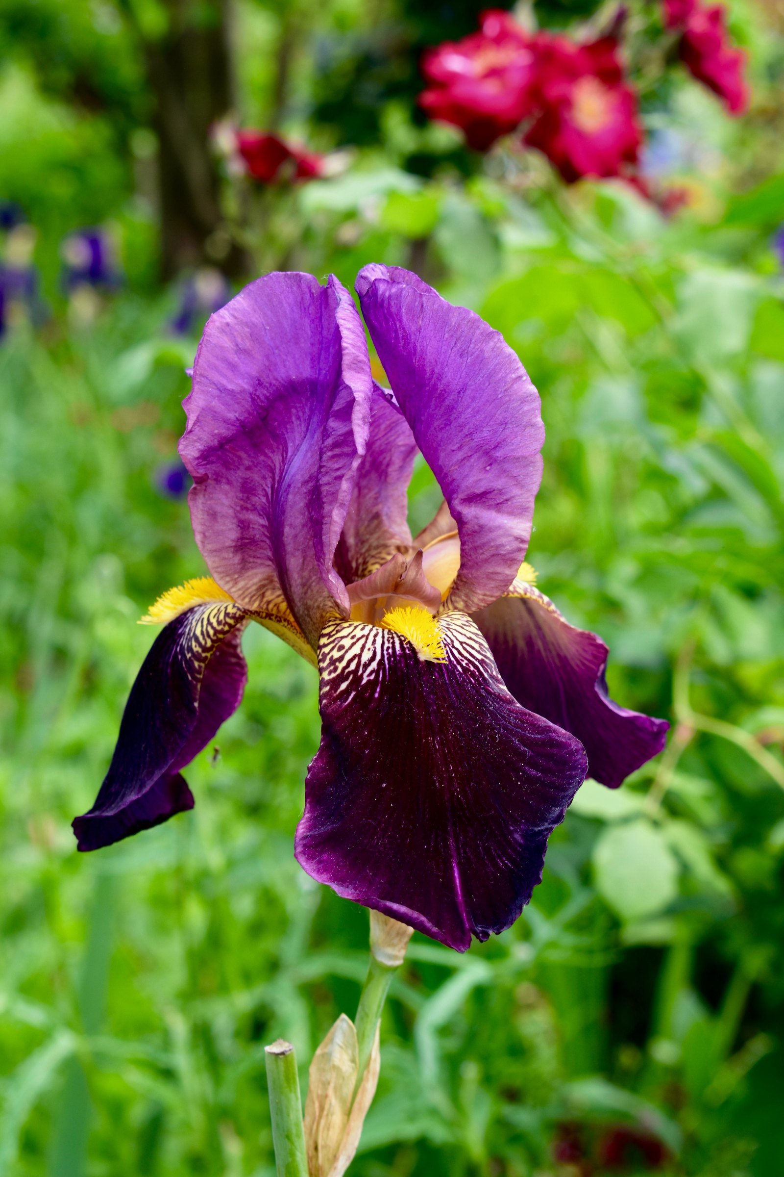 Un grand iris violet aux pétales veinés de jaune, en gros plan, devant le feuillage vert et des roses rouges du jardin de Giverny
