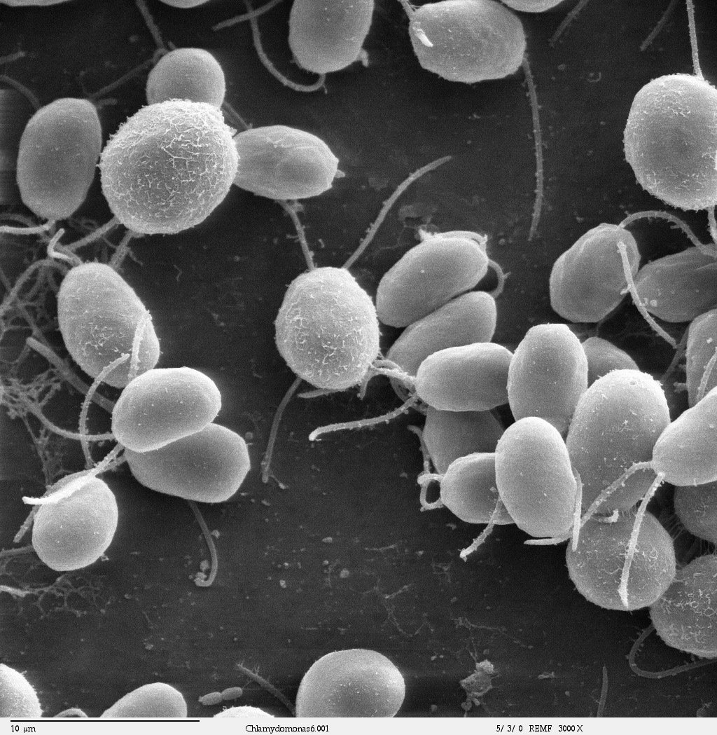 Image en noir et blanc au microscope électronique de dizaines d’algues unicellulaires ovales munies de flagelles