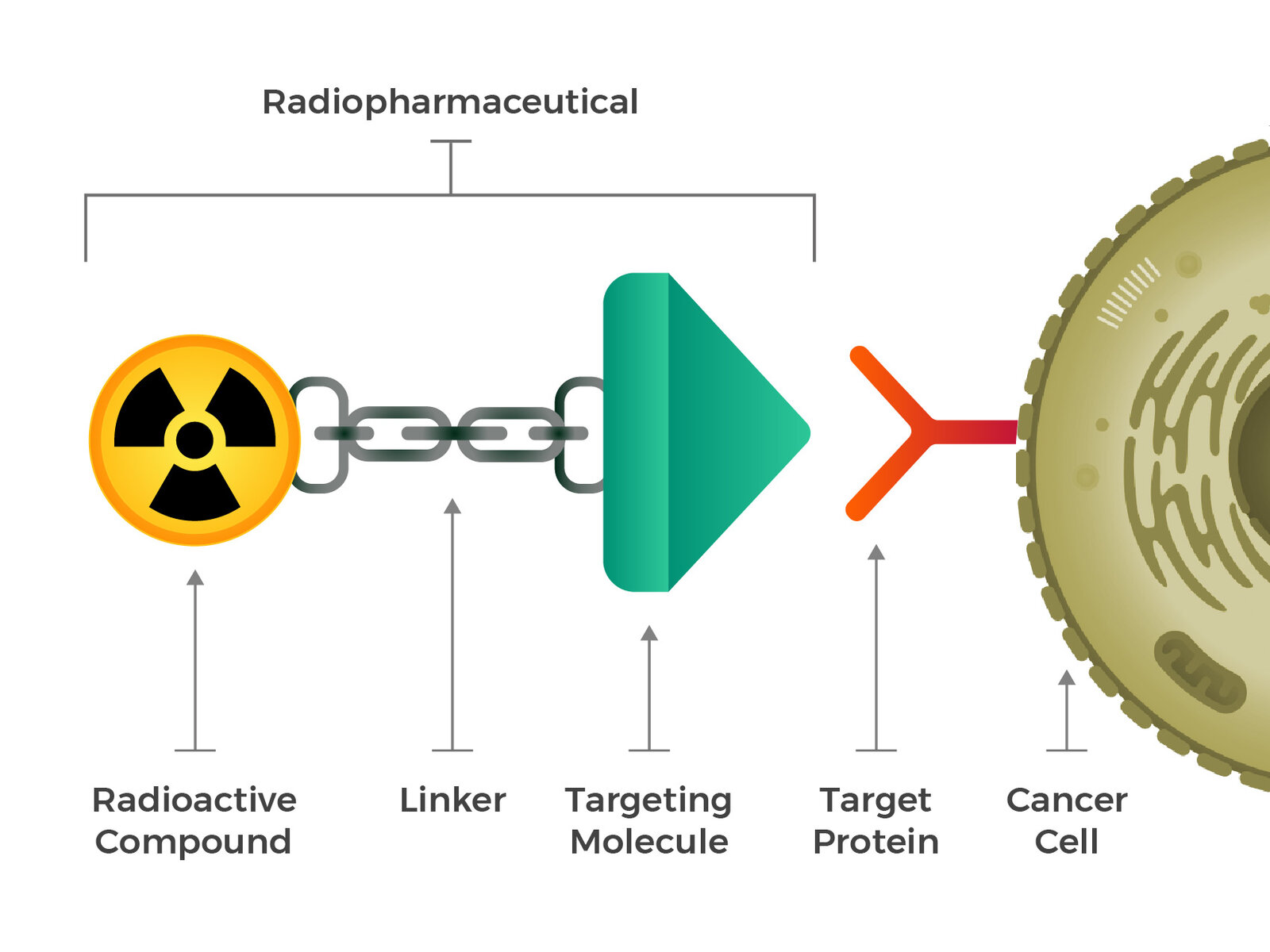 Flacons de radiopharmaceutiques préparés en médecine nucléaire
