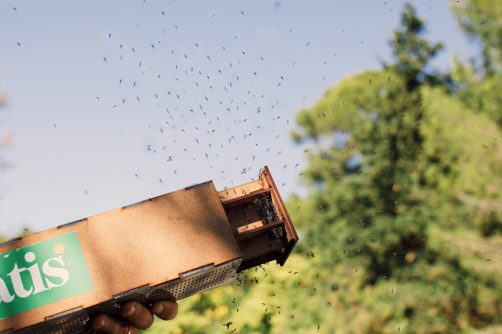 Une main tient une boîte en bois marquée tis, d’où s’envolent des moustiques mâles stériles