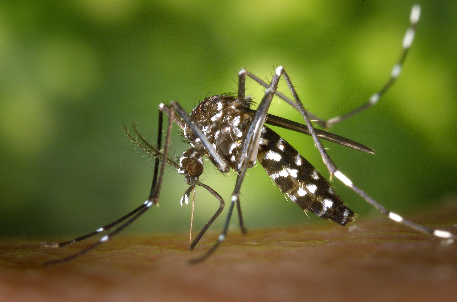Gros plan d’un moustique tigre Aedes albopictus posé, rayures noires et blanches bien visibles