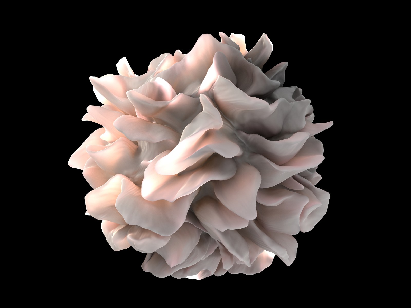 Une cellule dendritique vue au microscope électronique, boule claire hérissée de replis sur fond noir