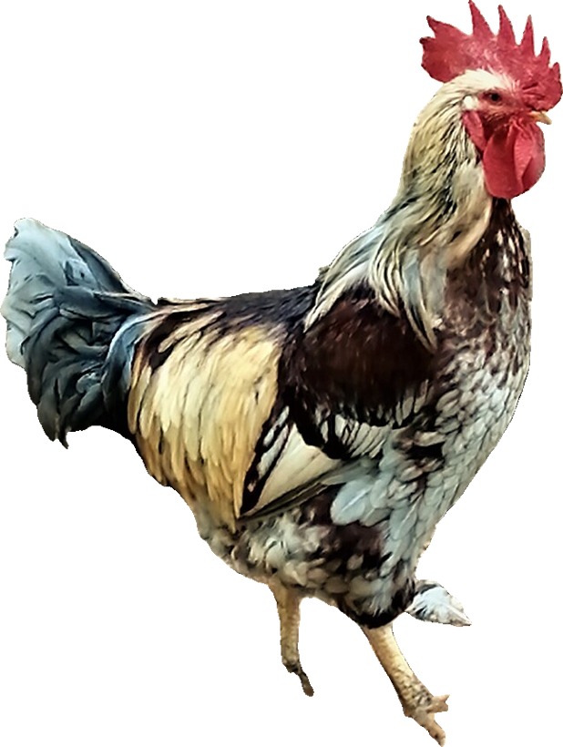 Un coq gaulois
